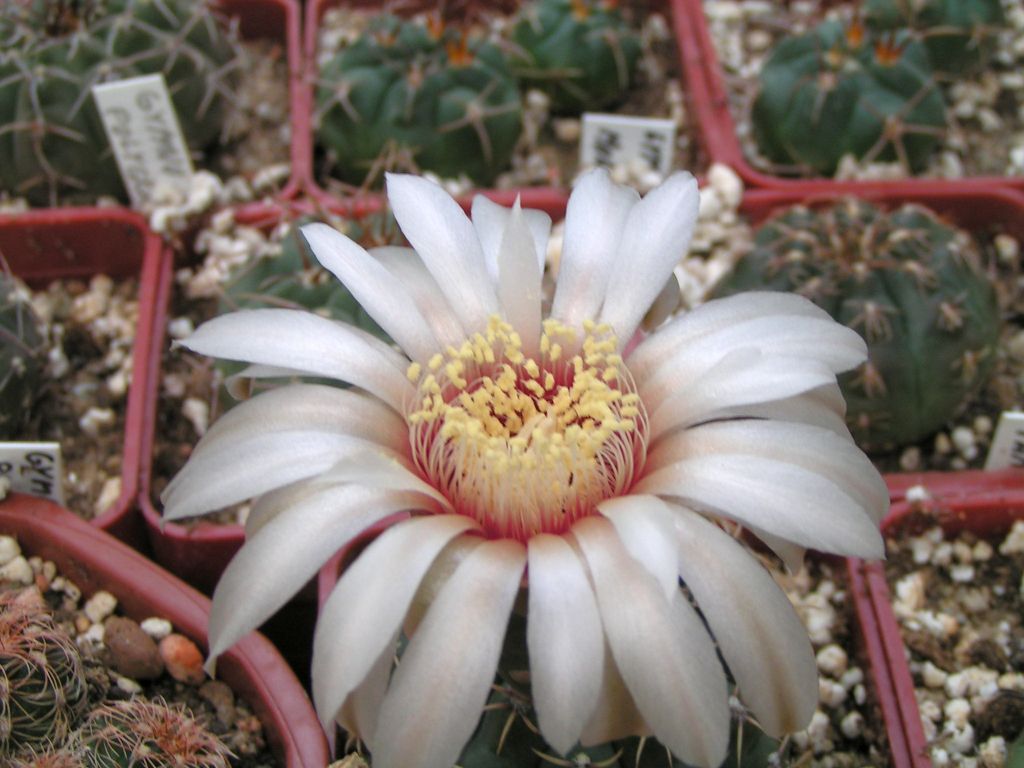 GYMNOCALYCIUM calochlorum